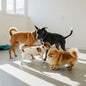 Doggie Daycare