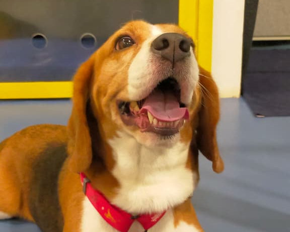 Dog wearing a red harness on a blue floor with a yellow wall in the background