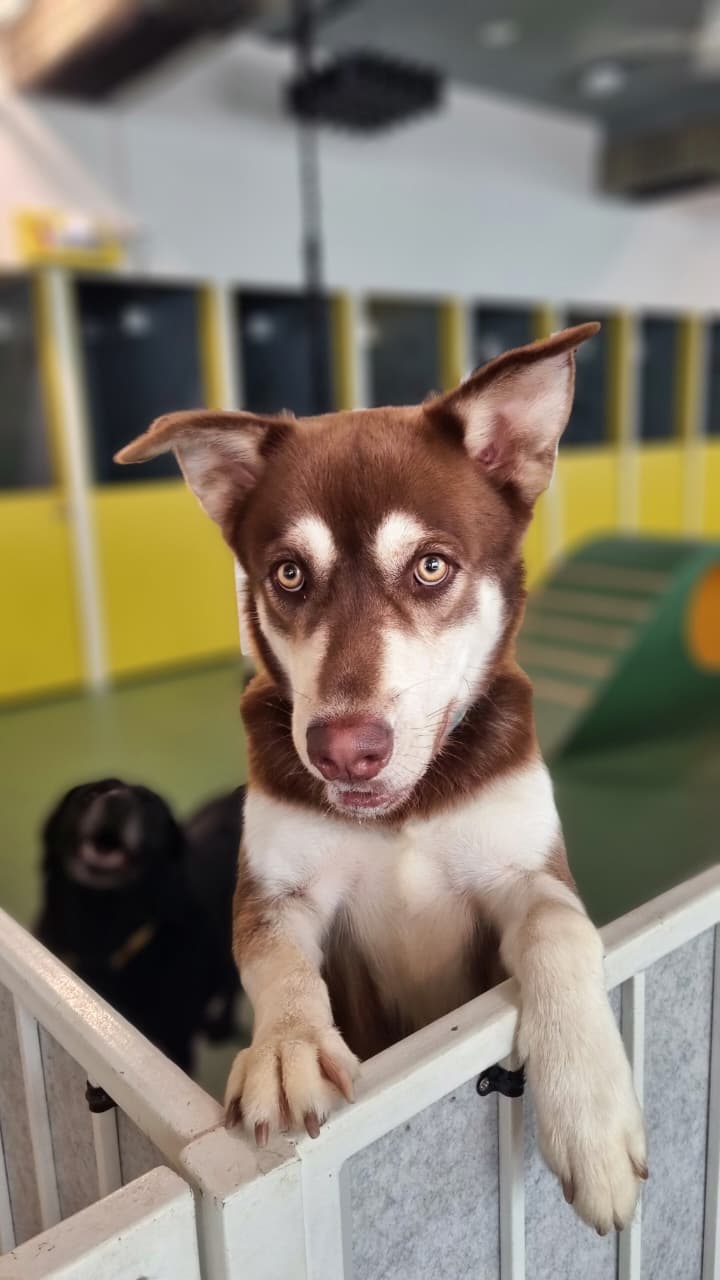 Dog standing on a boundary with a colorful indoor playground in the background