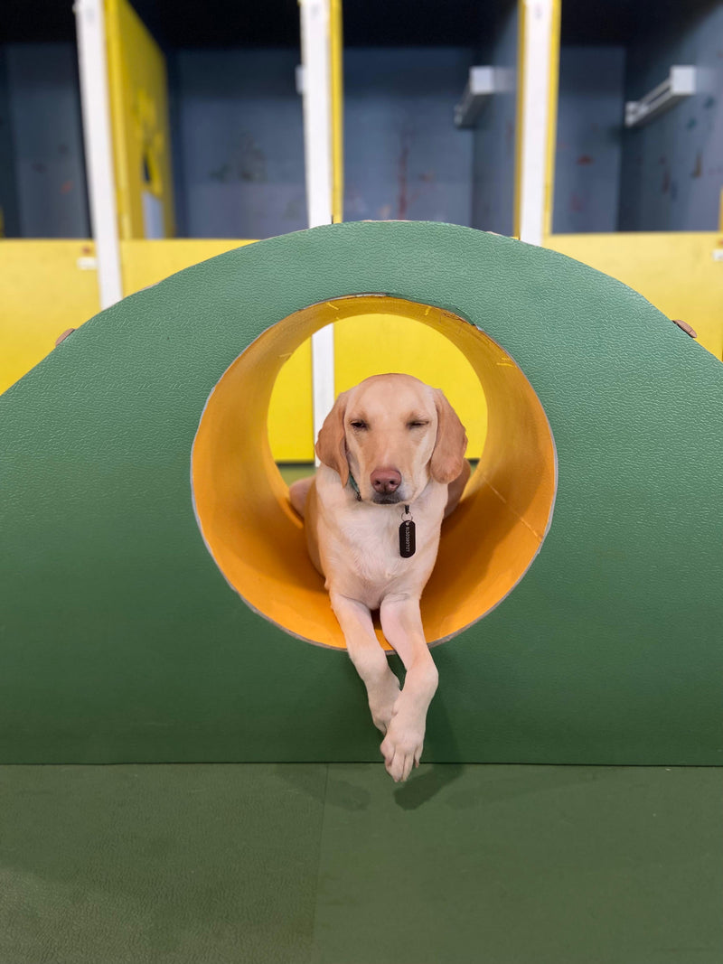 Dog inside a green and yellow tunnel at an indoor playground.