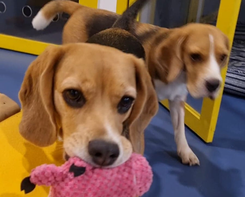 Two beagle dogs on a colorful floor with one holding a pink toy.