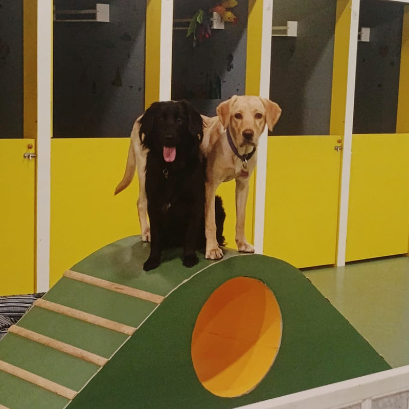 Two dogs standing on a small wooden ramp in an indoor play area with yellow walls.