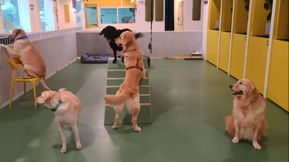 Dogs in an indoor play area with yellow walls and green floor.