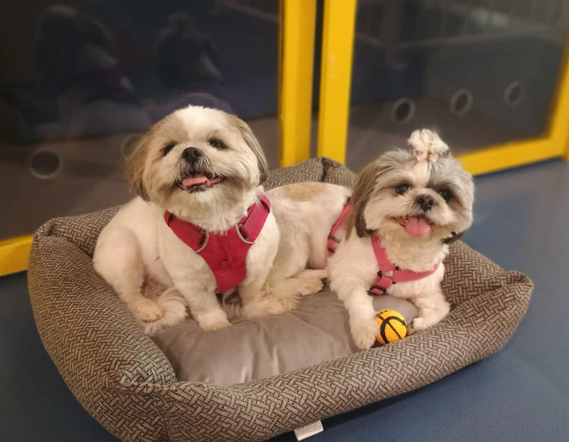 Two small dogs sitting on a pet bed with a colorful ball, wearing red harnesses.