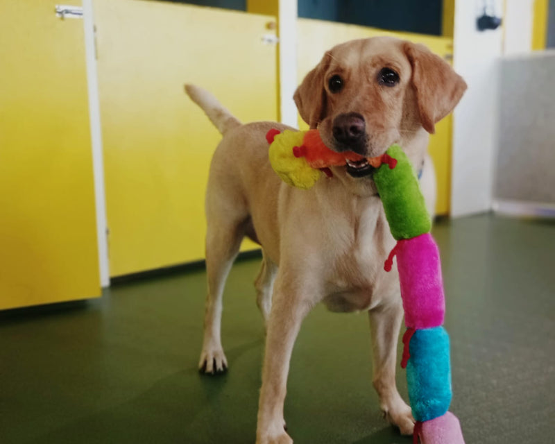Dog holding a colorful toy in an indoor dog daycare with yellow walls and a green floor.