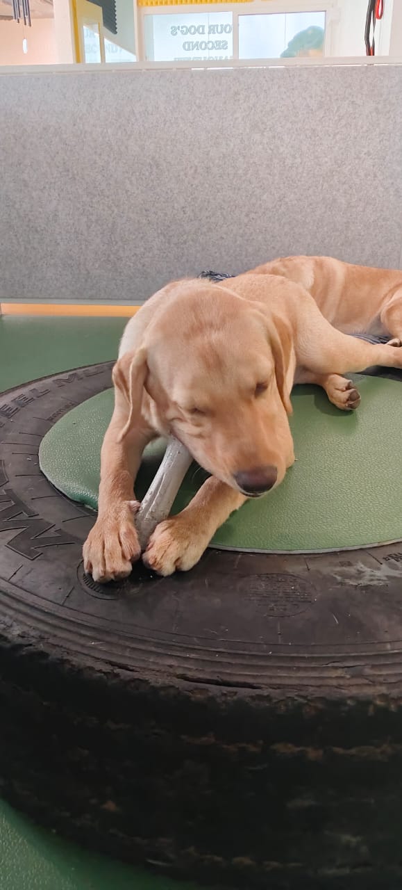 Dog playing with a large tire on a green mat