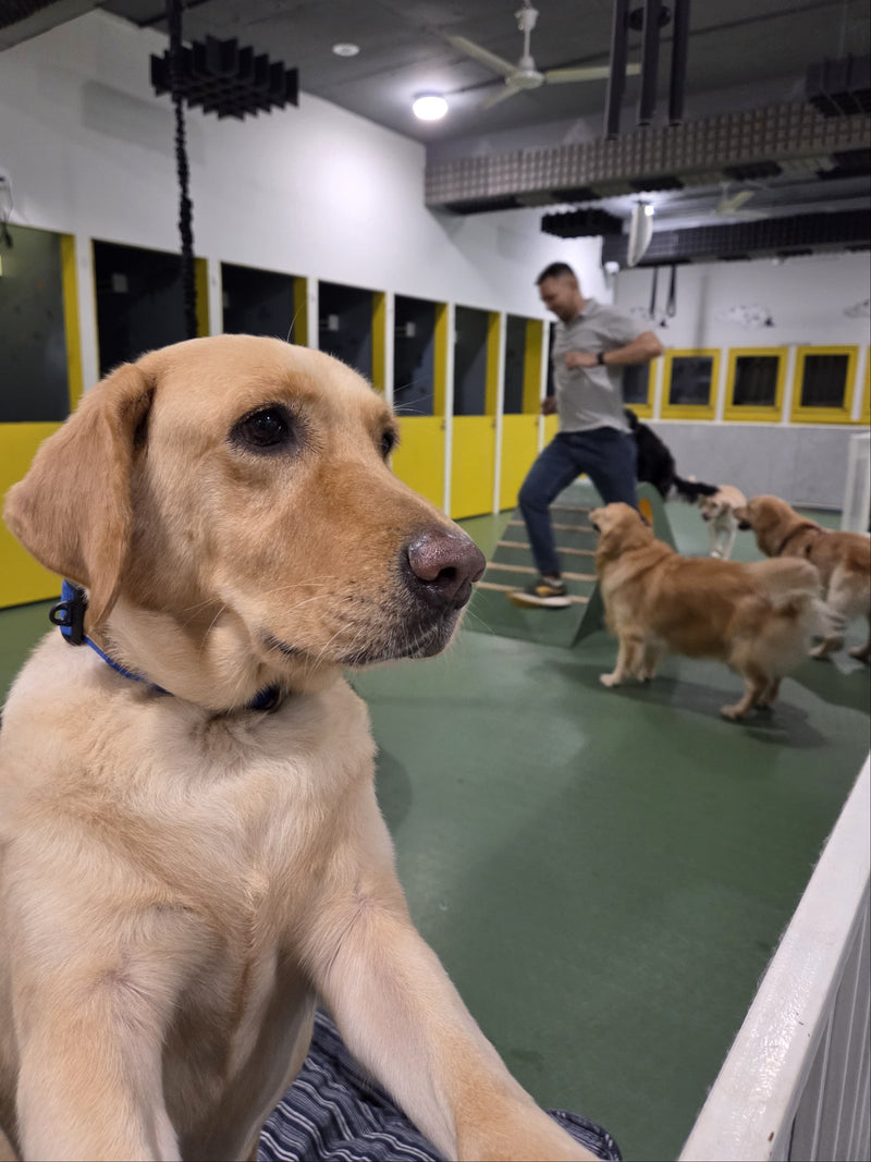 Dog in a indoor play area with other dogs and a person in the background