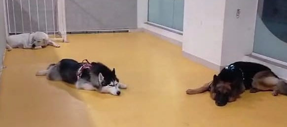 Three dogs lying on a yellow floor in an indoor setting