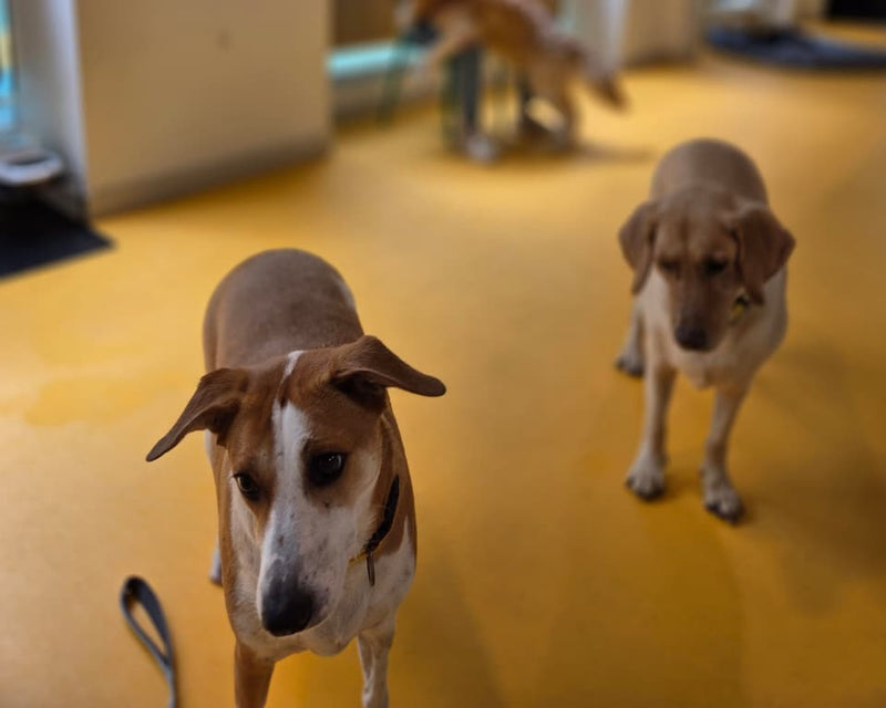 Two dogs standing on a yellow floor with a blurred background of people and equipment.