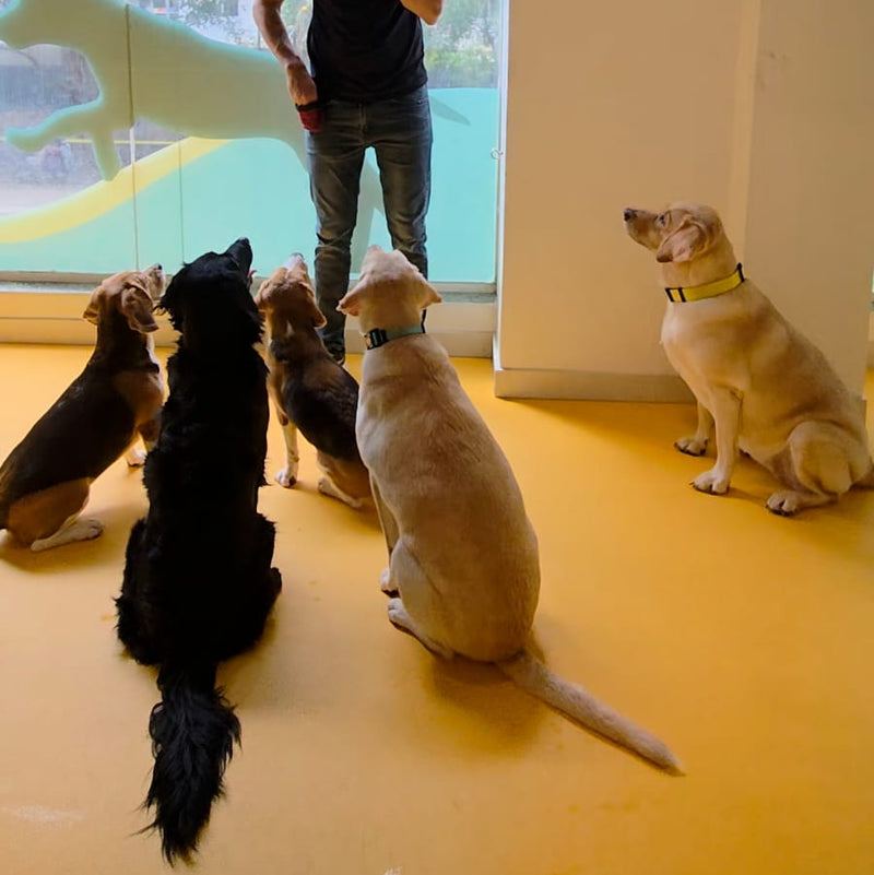 Person training a group of dogs indoors