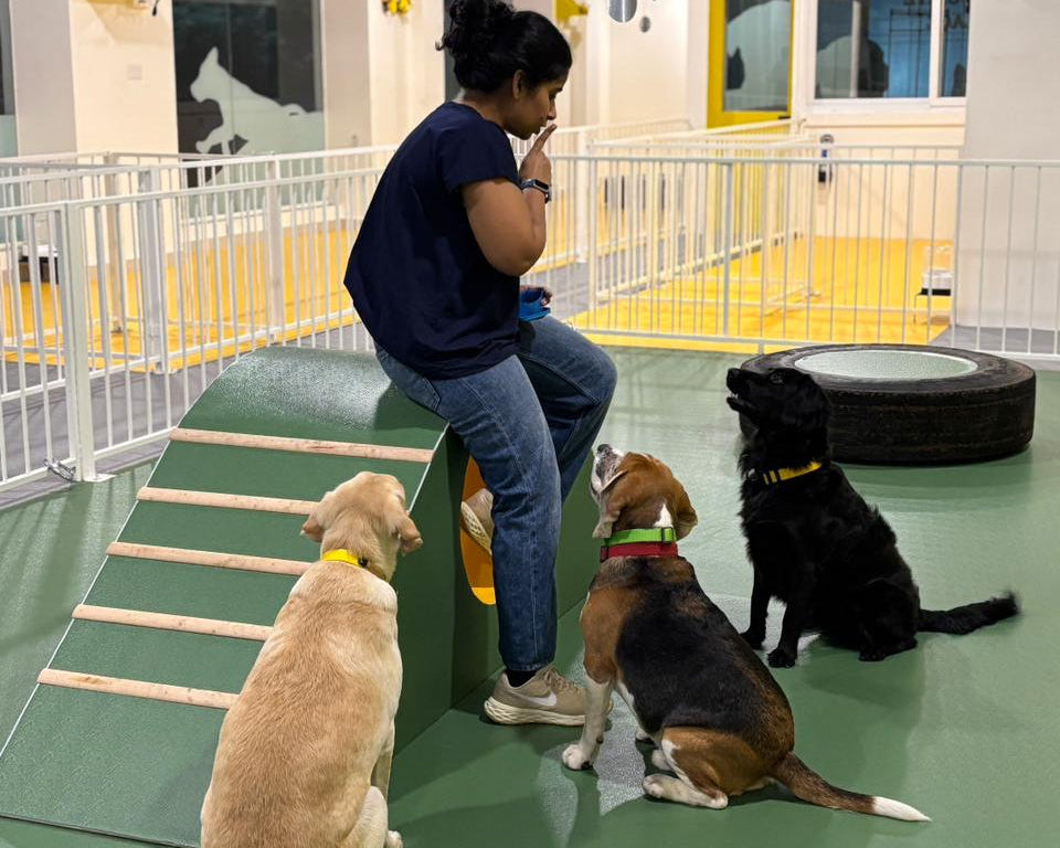 Person sitting on a ramp with three dogs in an indoor play area.