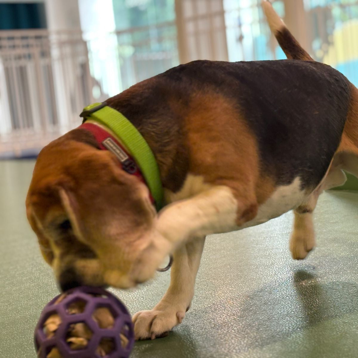 Dog playing with a purple shredding ball on a green floor.