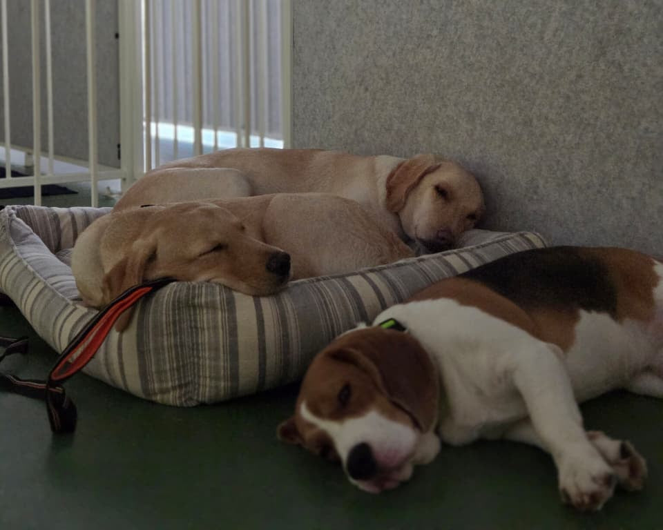 Three dogs sleeping together on a striped dog bed in an indoor free roam dog hotel and daycare