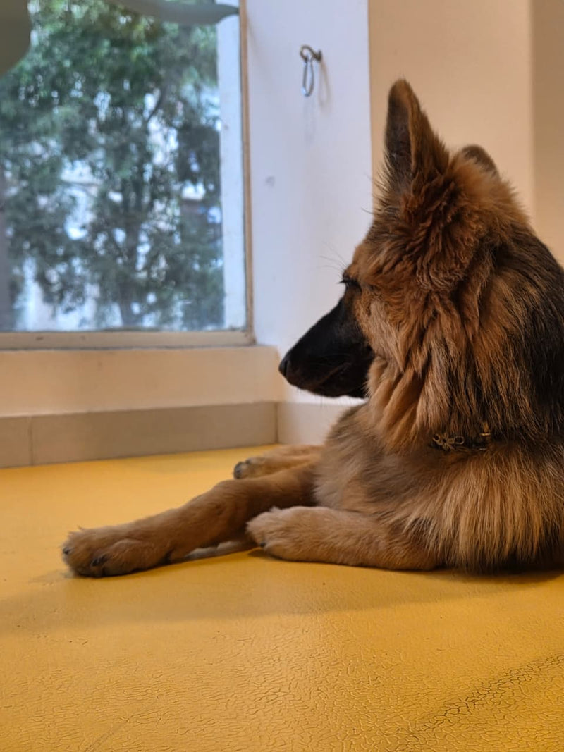 German Shepherd lying on a yellow floor looking out a window