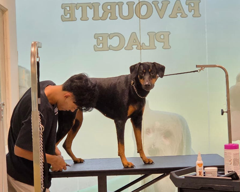 Doberman being groomed on a table with a sign in the background