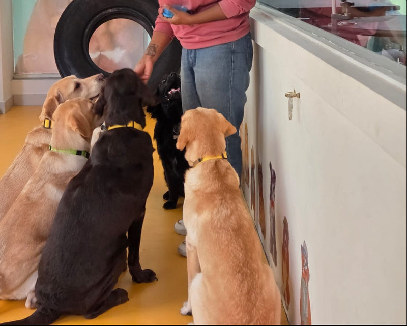 Woman training a group of dogs in an indoor setting with large dog-themed graphics on the walls.