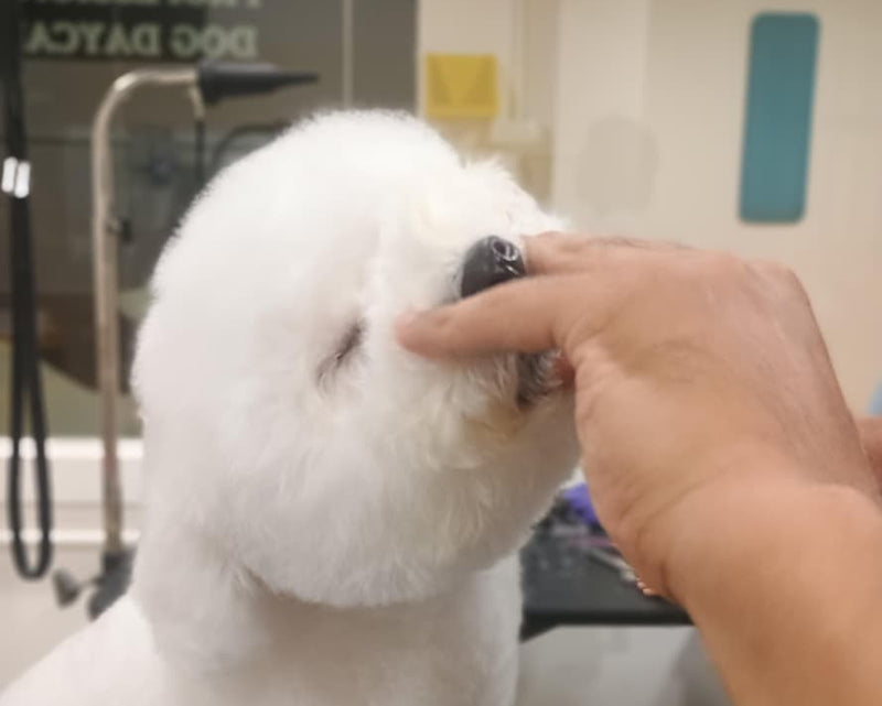 Bichon Frise Dog getting a Haircut