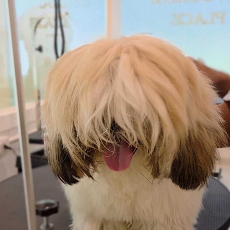 Dog with shaggy fur sitting on a grooming table in a pet care setting.