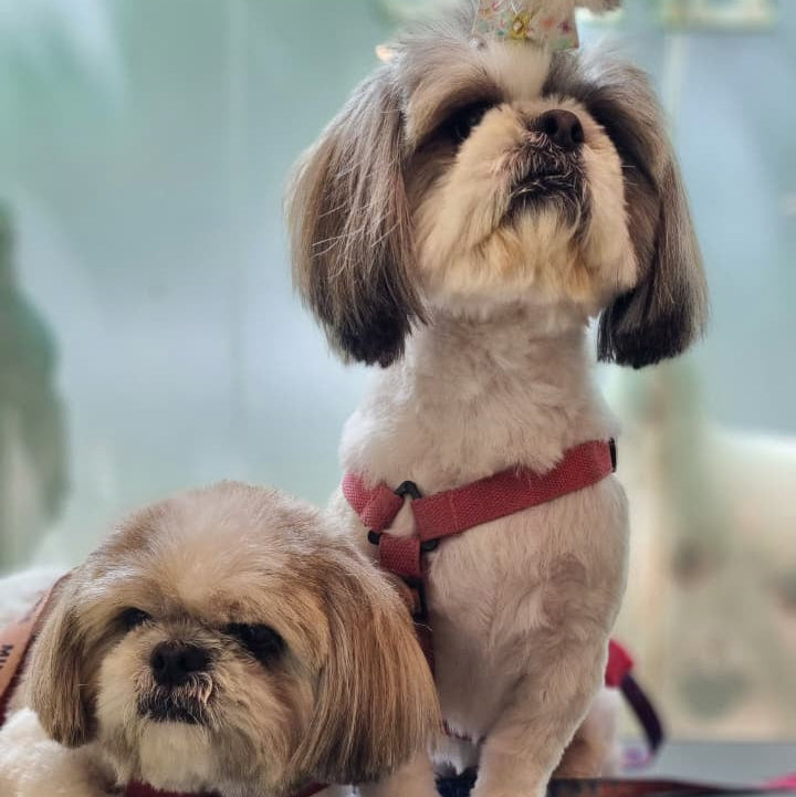 Two small dogs on a grooming table with a blurred background