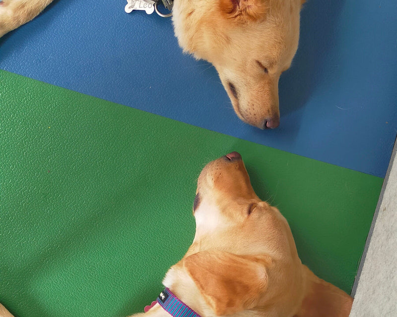 Two dogs lying on a green and blue mat