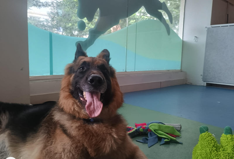 German Shepherd dog yawning in a room with toys on the floor