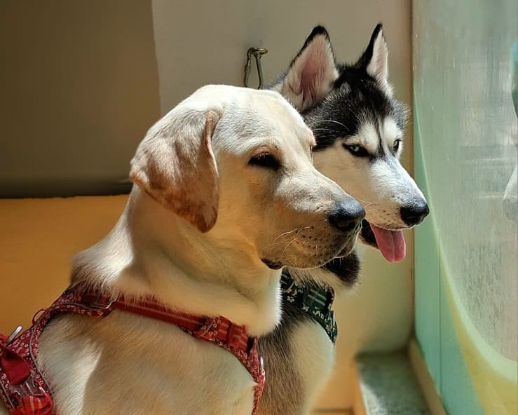 Two dogs, one white and one with a black and brown coat, sitting on a yellow floor.