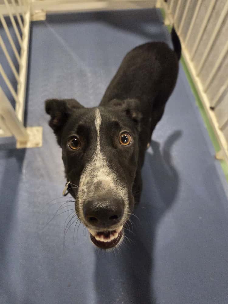 Dog looking up at the camera in an indoor setting with a blue floor and white walls.