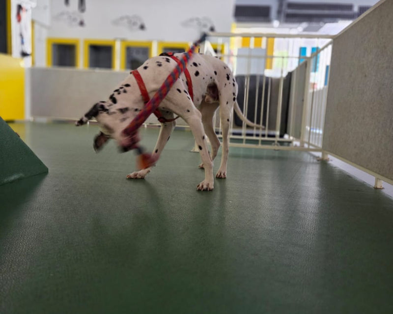 Dog playing tug in an indoor facility with green flooring and yellow walls.