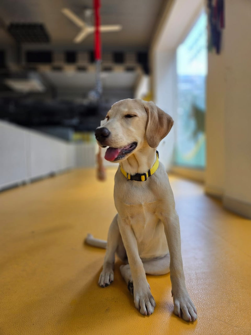 Dog sitting on a wooden floor indoors with a blurred background