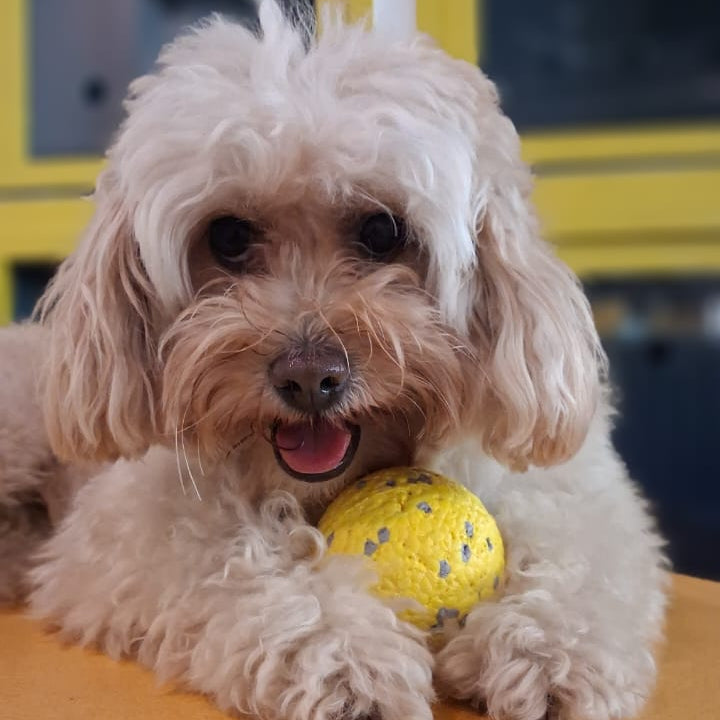 Small white dog holding a yellow ball on a yellow surface with a blurred background
