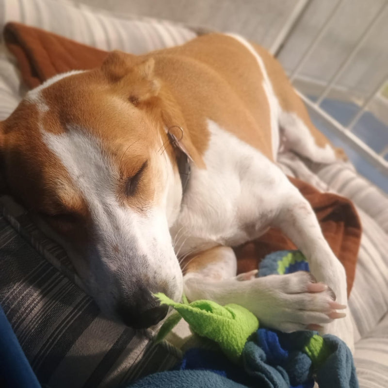 Dog sleeping on a bed with a toy in its paw