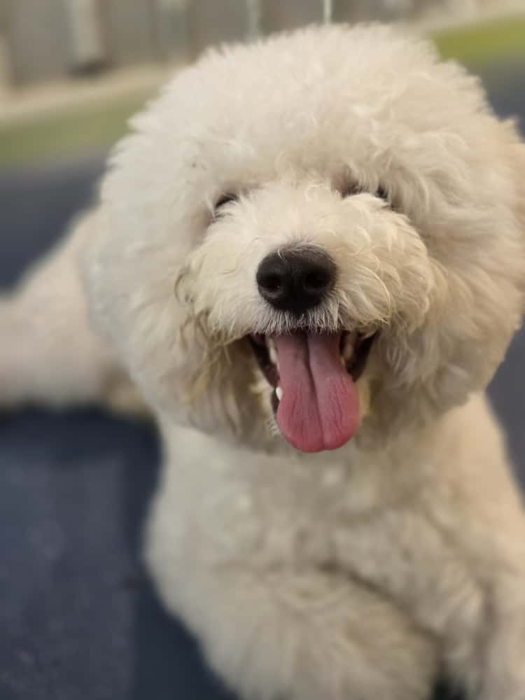 White fluffy dog with a happy expression on a blurred background