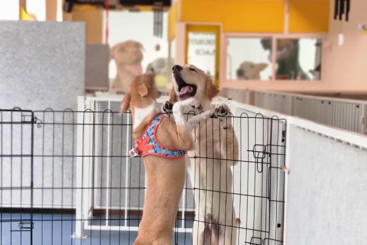 Two puppies in a playpen with colorful toys in an indoor play and train area