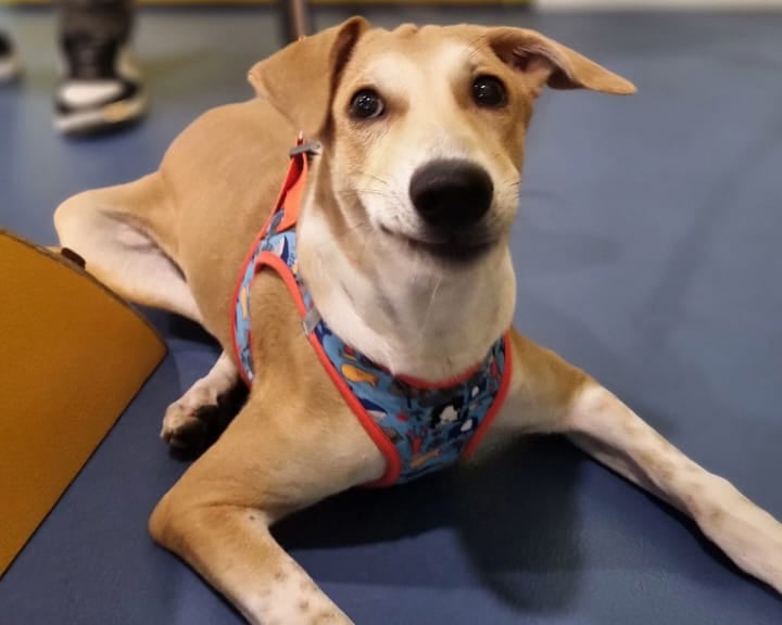 Dog wearing a colorful harness lying on a blue mat with a yellow wall in the background.