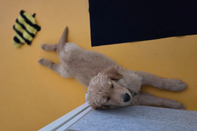 Puppy splooting on a yellow floor with a toy bee and black mat nearby
