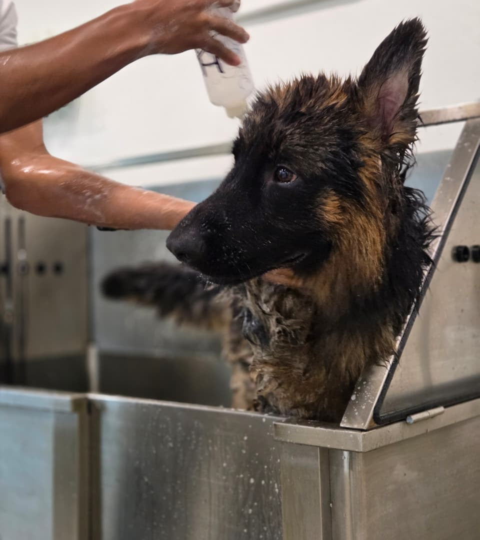 Person grooming a German Shepherd puppy in a grooming tub.