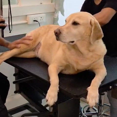 Dog getting a massage on a grooming table