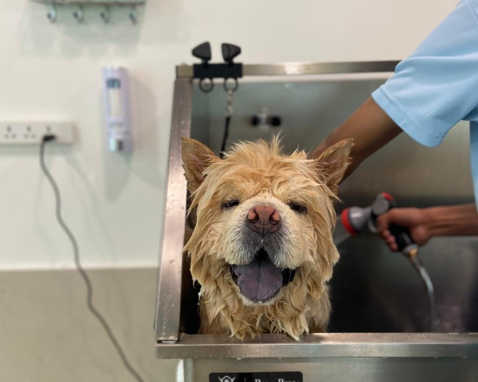 Dog being bathed in a stainless steel sink at a pet grooming salon.