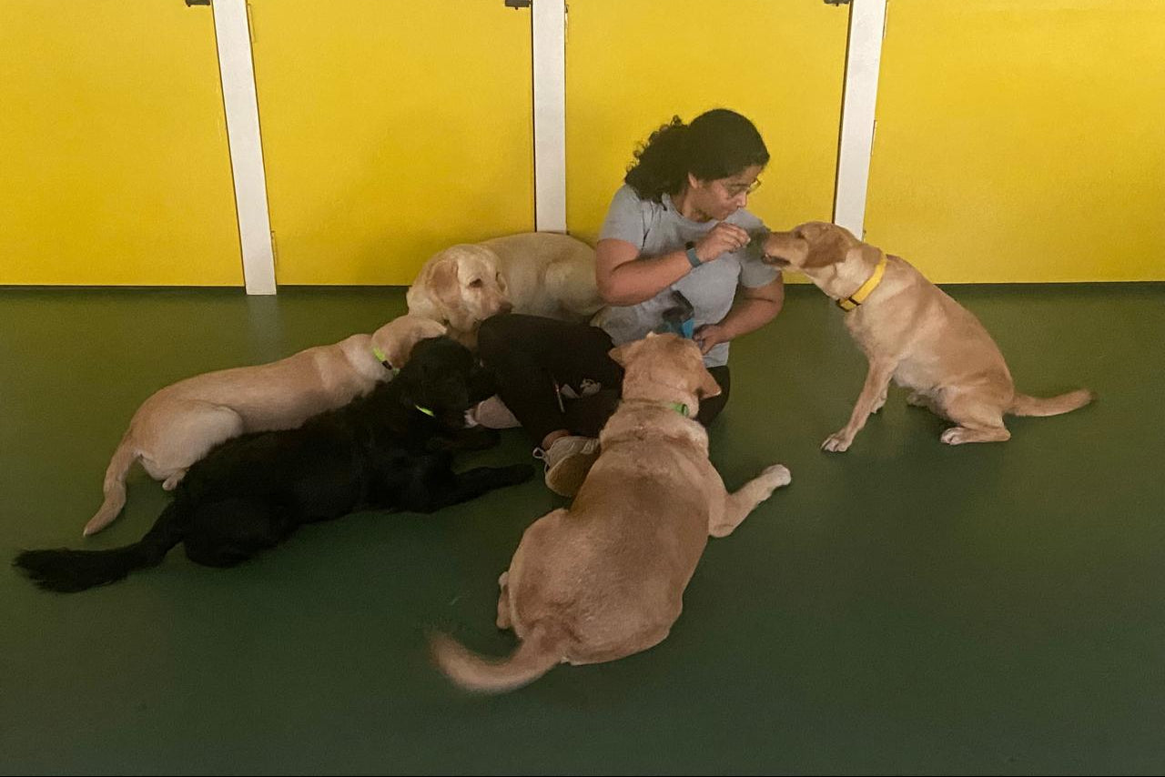 Coach training with four dogs in a play area with yellow walls and green floor.