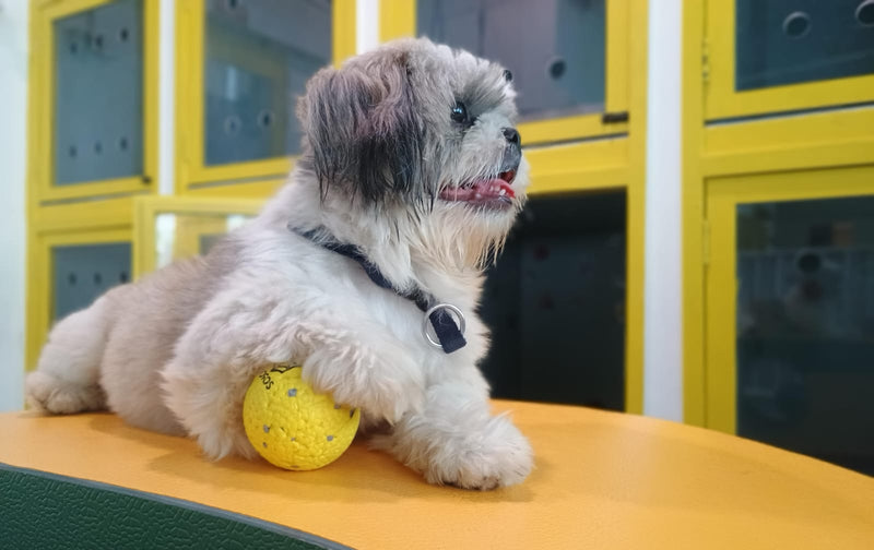 Small dog with a yellow ball on a yellow surface in front of yellow lockers at Scooby's Club