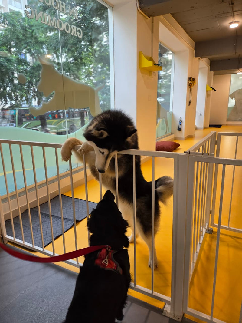 Two dogs, one on a leash, being introduced in an indoor dog daycare