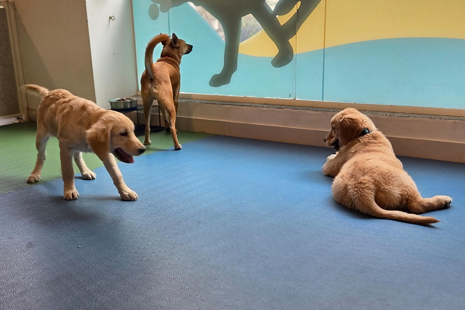 Two golden retriever, and one Indie puppies in a playroom with a blue carpeted floor and a colorful wall mural. One puppy is standing and looking up, one is walking across the floor, and one is lying down.
